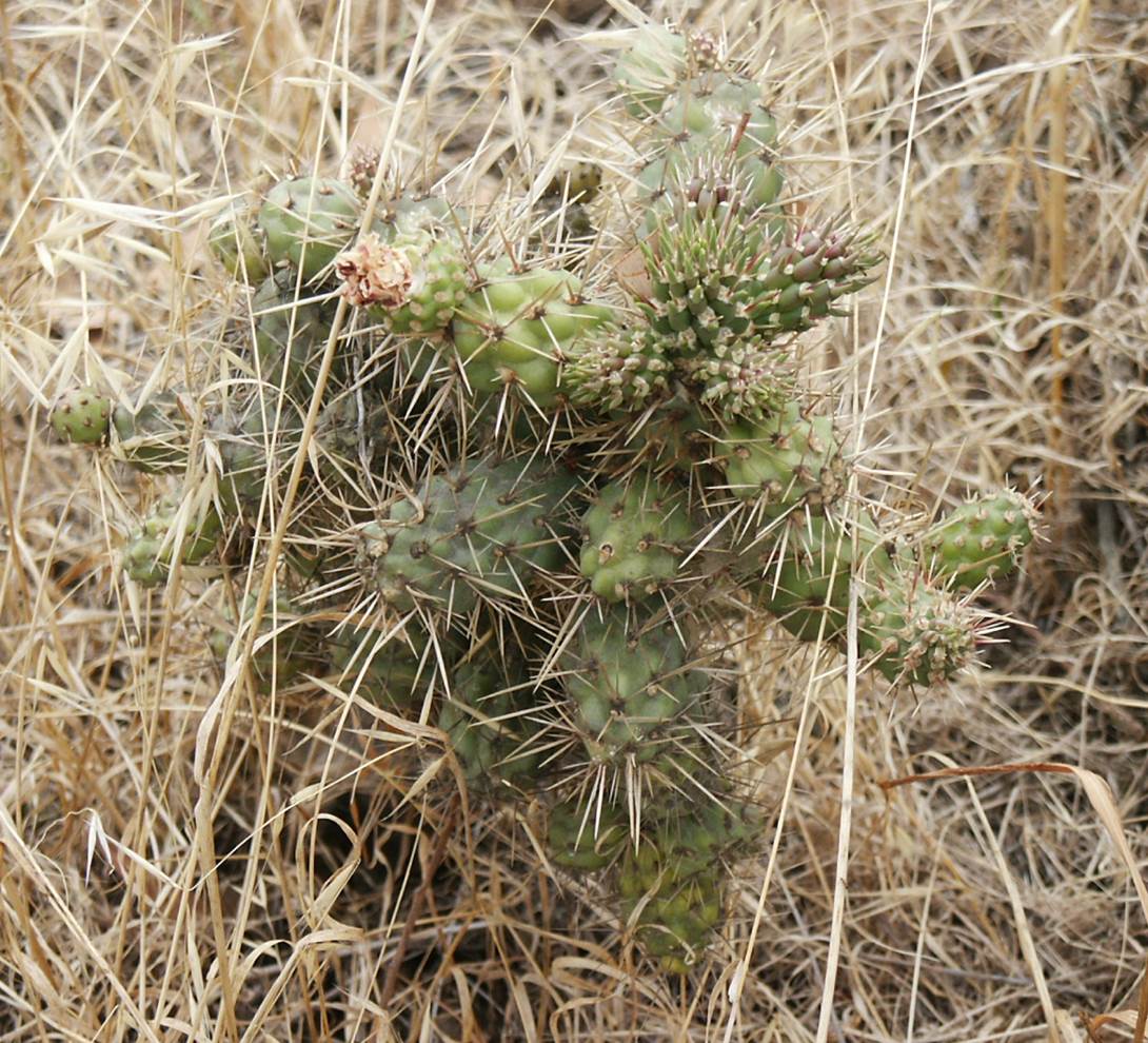 cylindropuntia-11june2005-1