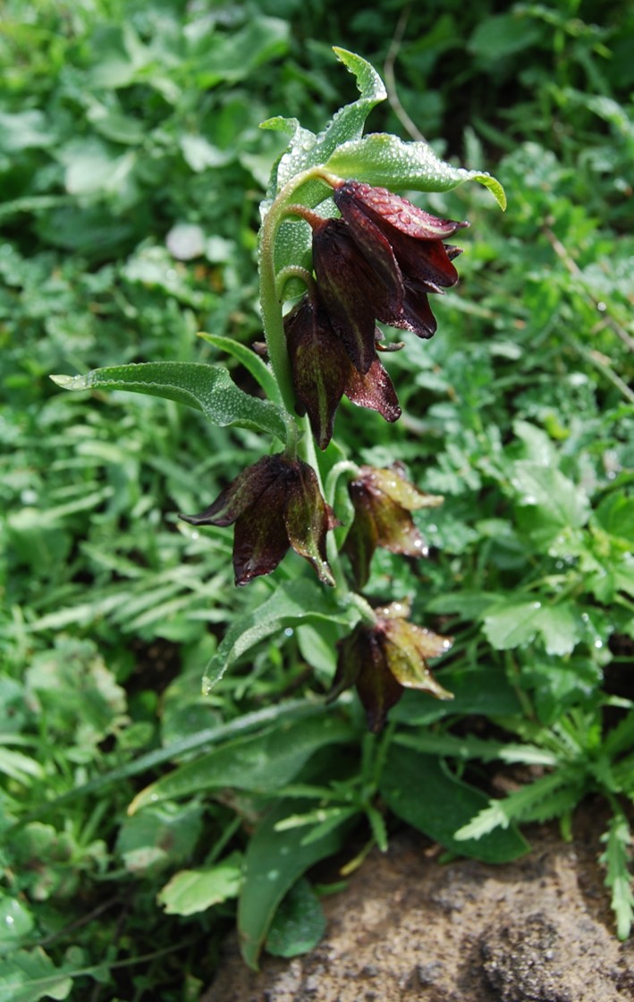 fritillaria-biflora-4feb2015-14