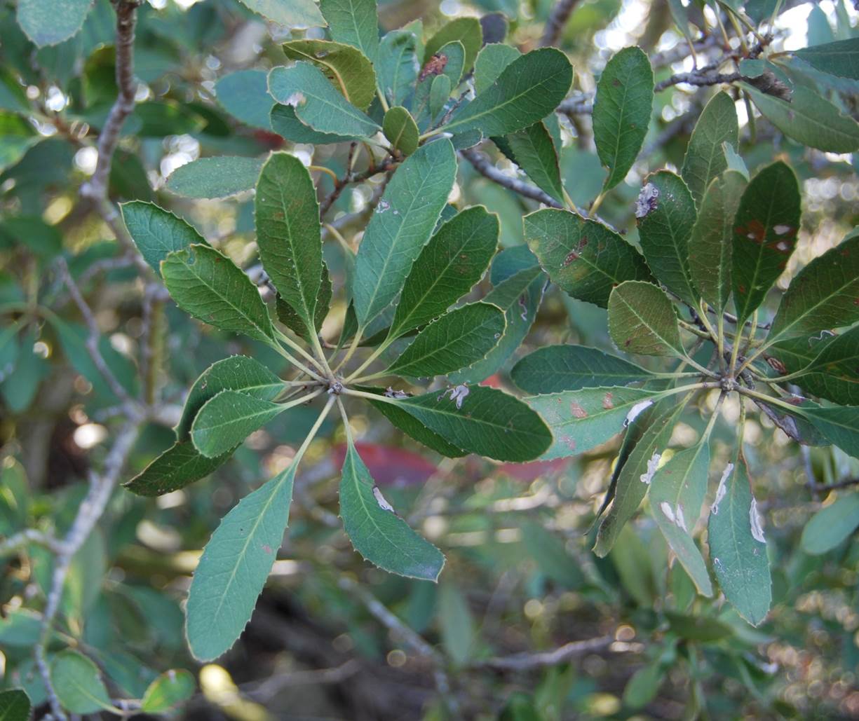 heteromeles-arbutifolia-10apr2013-2