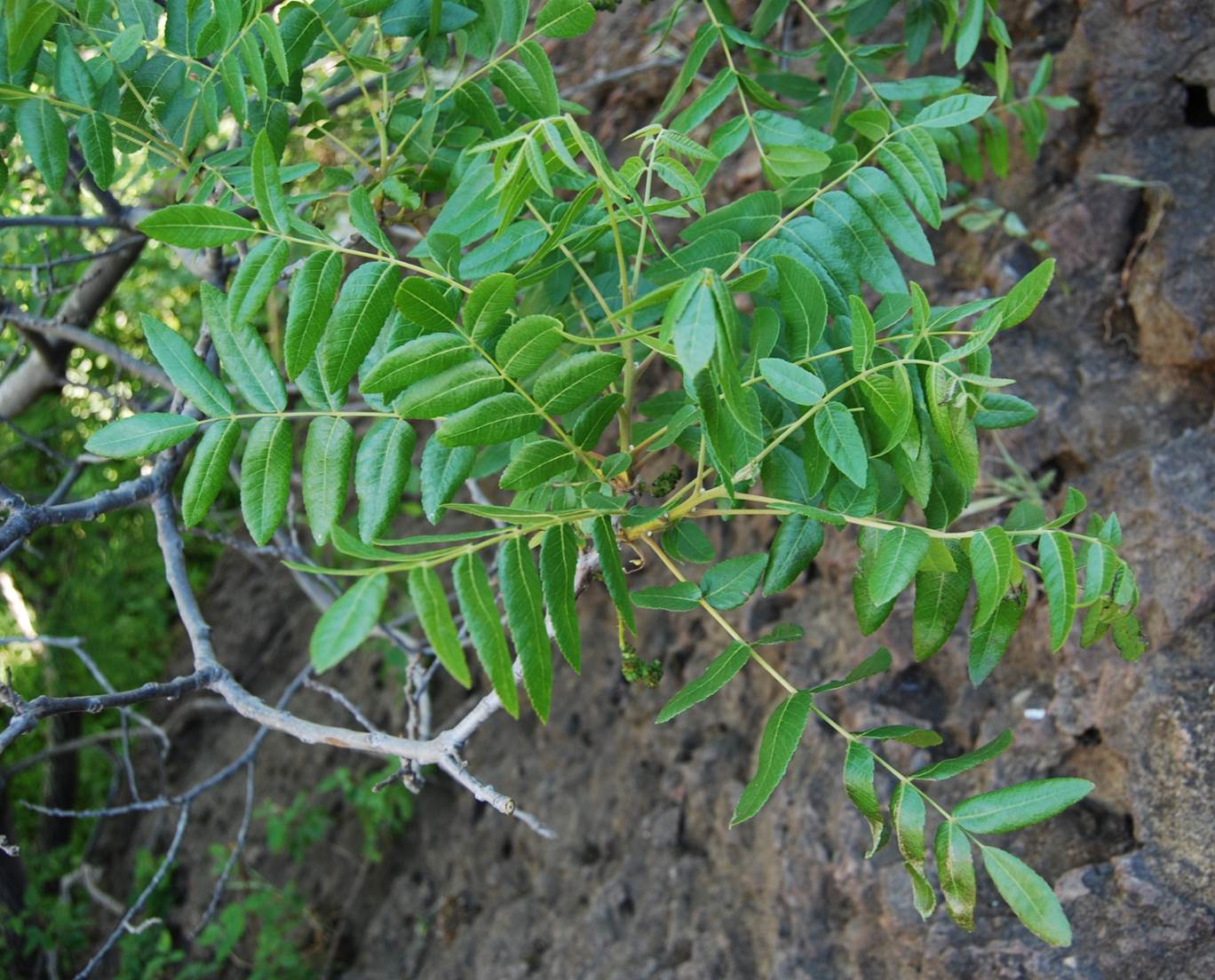 juglans-californica-10apr2013-3