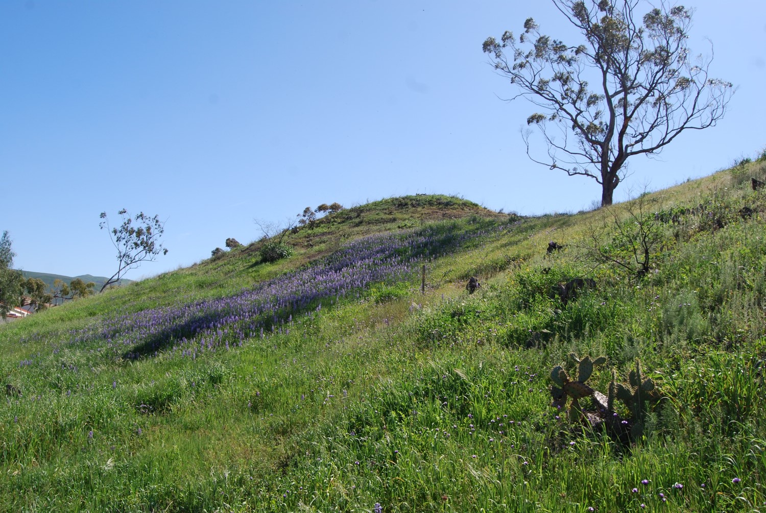 lupinus-succulentus-25feb2015-2