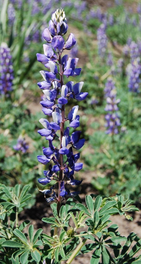 lupinus-succulentus-26apr2014-12