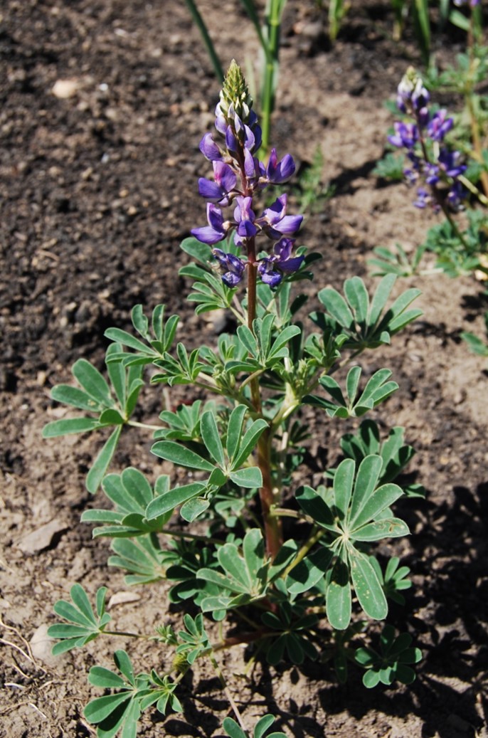 lupinus-succulentus-26apr2014-16