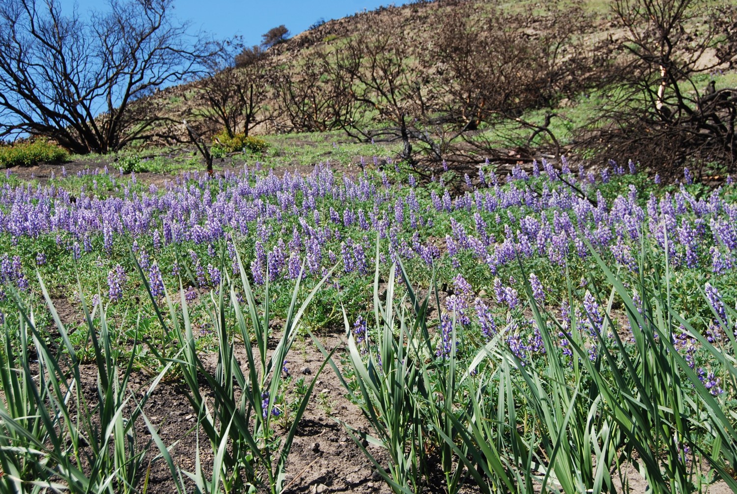 lupinus-succulentus-26apr2014-18