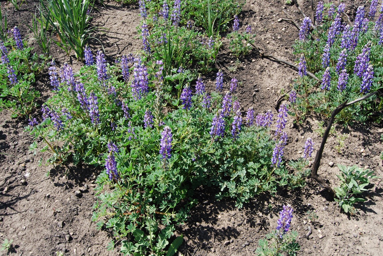 lupinus-succulentus-26apr2014-9