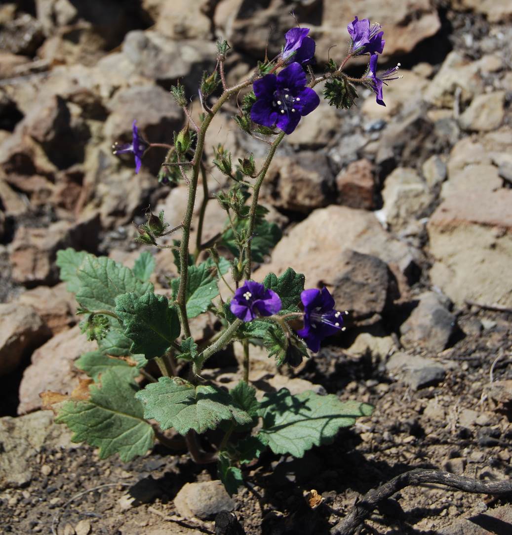 phacelia-parryi-12may2014-11
