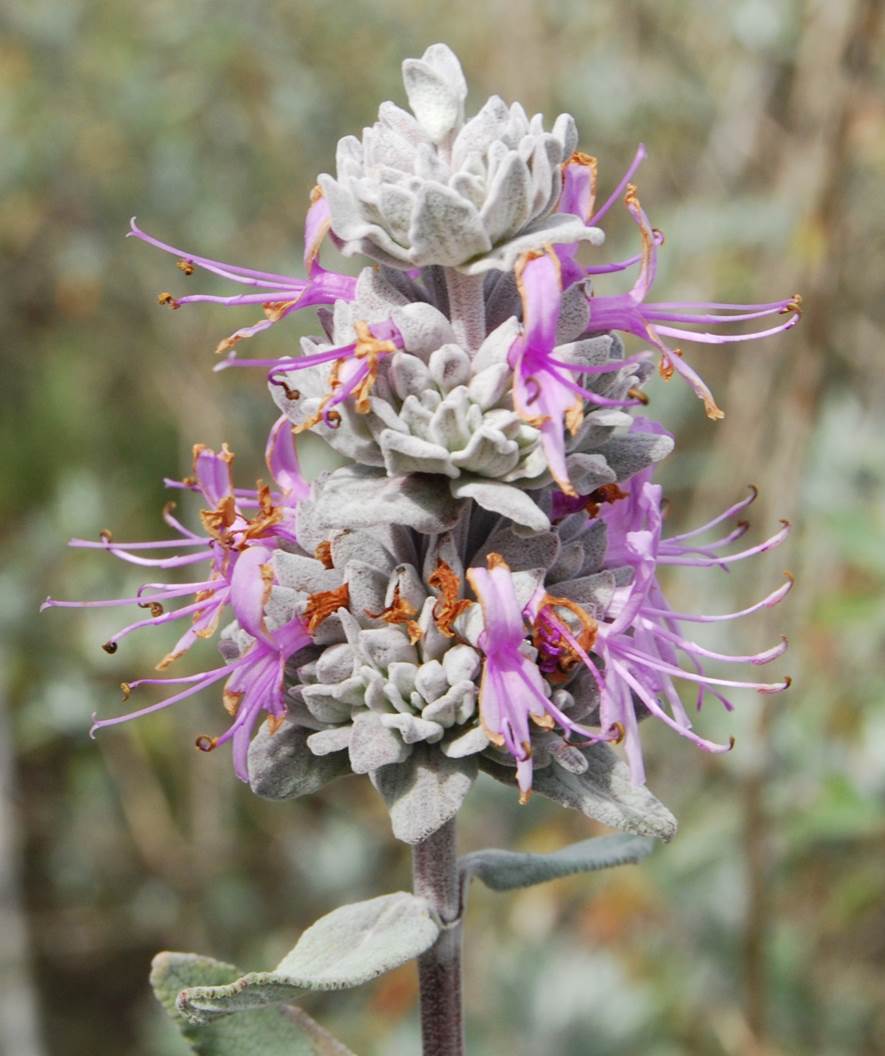 salvia-leucophylla-14apr2013-10