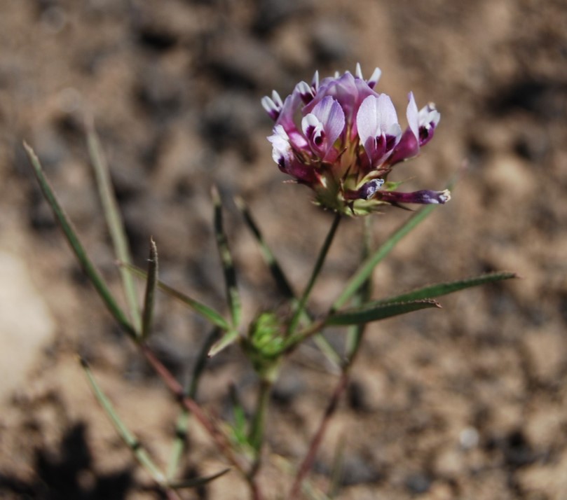 trifolium-wildenovii-12may2014-2