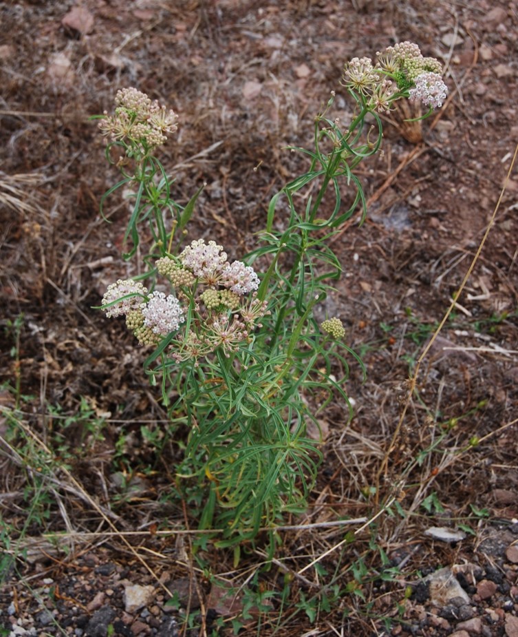 asclepias-fascicularis-22july2015-1