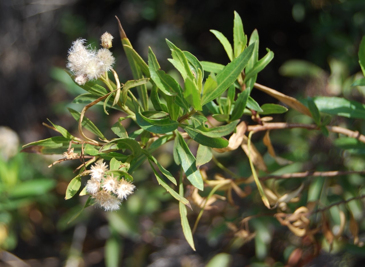 baccharis-salicifolia-23apr2013-6