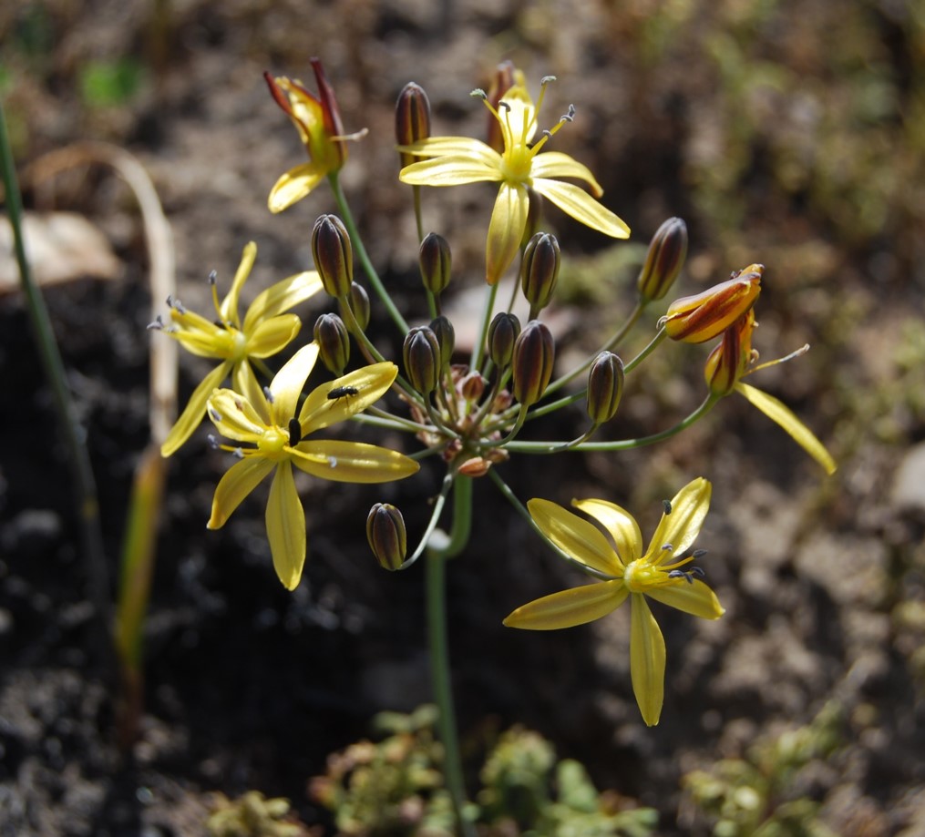 bloomeria-crocea-4may2014-1