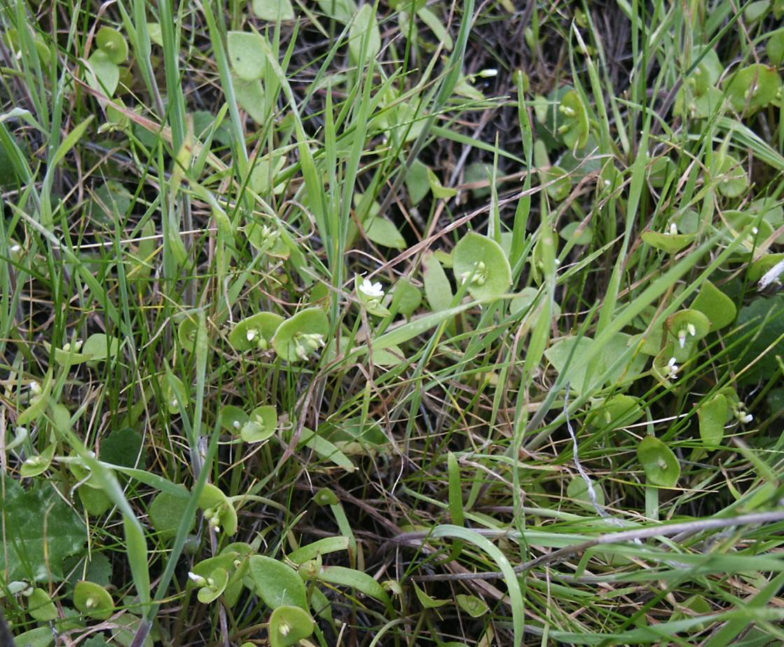 claytonia-perfoliata-15feb2004-7