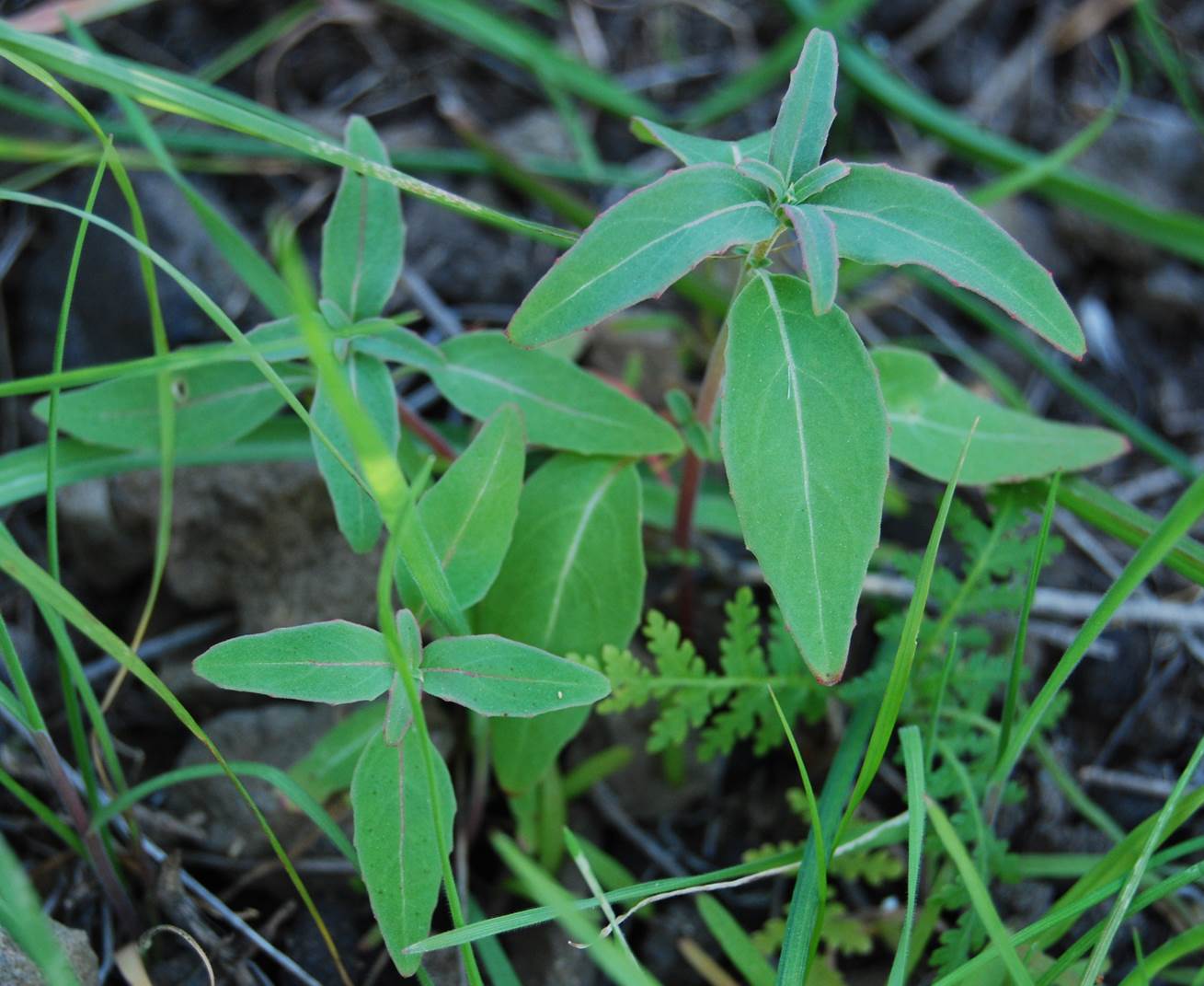 collinsia-heterophylla-28feb2013-2