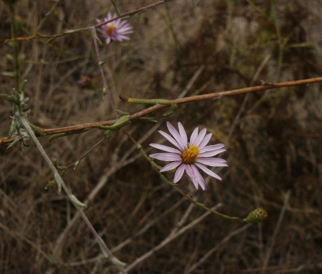 corethrogynefilaginifolia