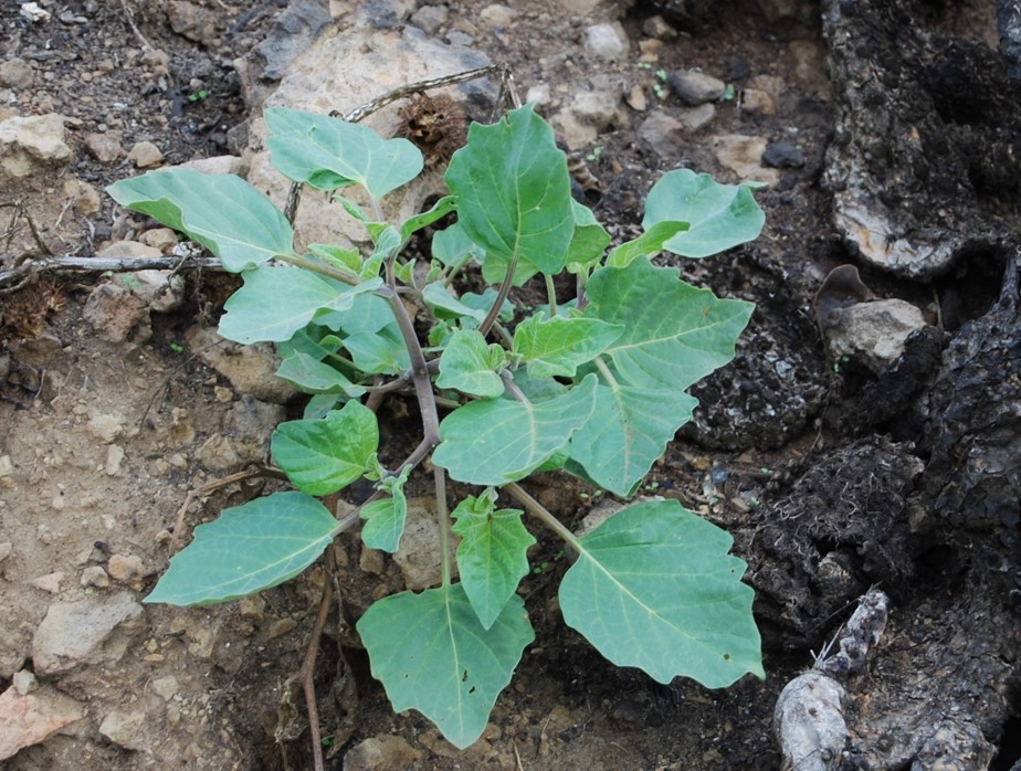 datura-wrightii-11dec2014-2