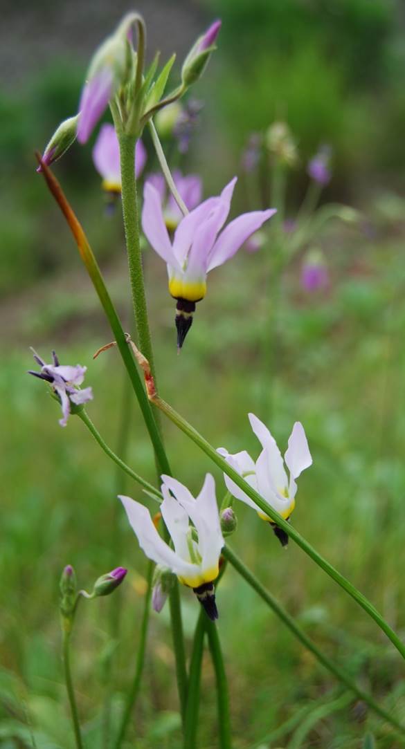 dodecatheon-clevelandii-11jan2011-6