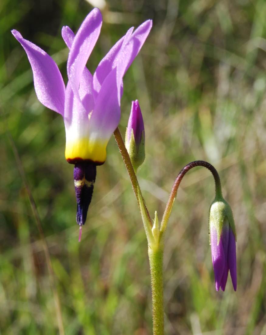 dodecatheon-clevelandii-20feb2013-9