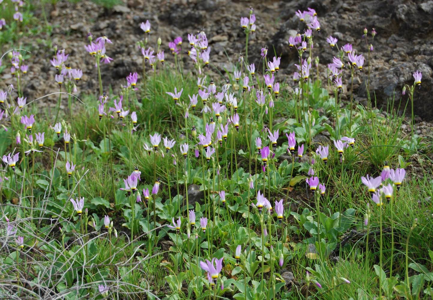 dodecatheon-clev…elandii-29feb2008-11