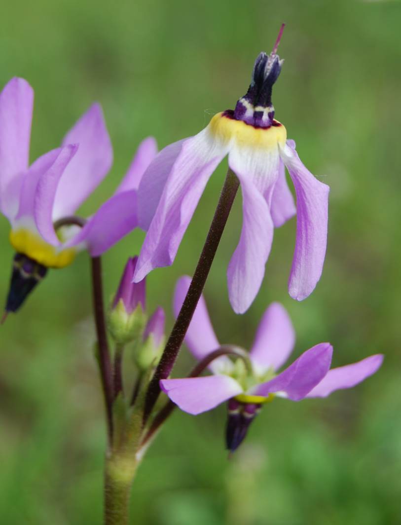 dodecatheon-clev…elandii-29feb2008-12