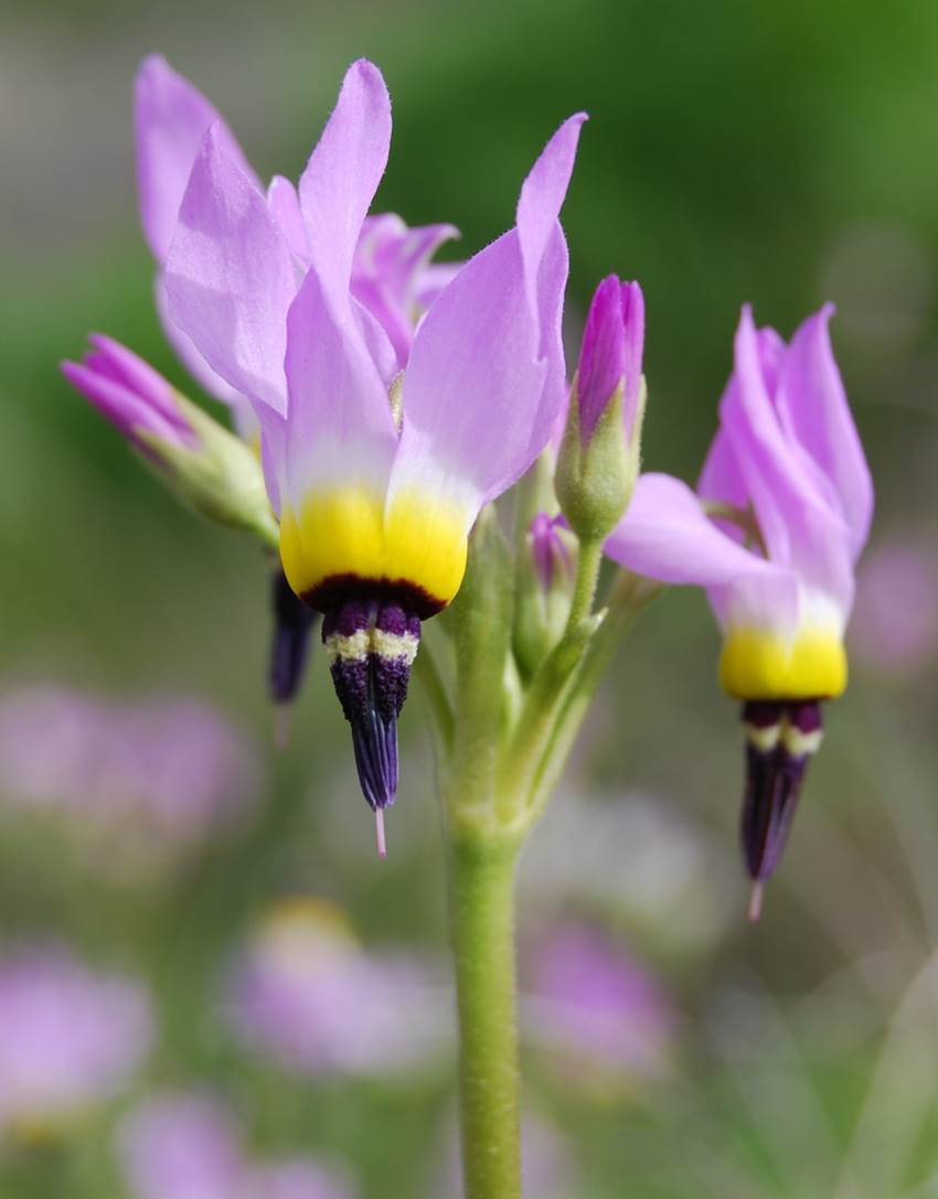 dodecatheon-clevelandii-29feb2008-2