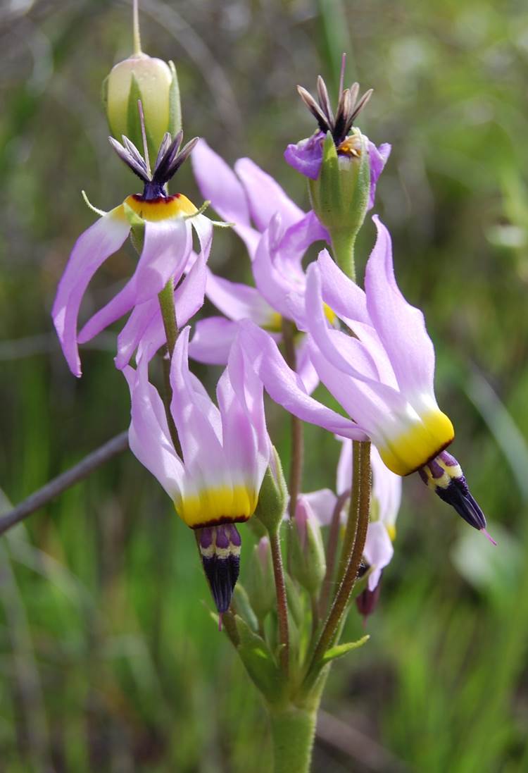 dodecatheon-clevelandii-29feb2008-3