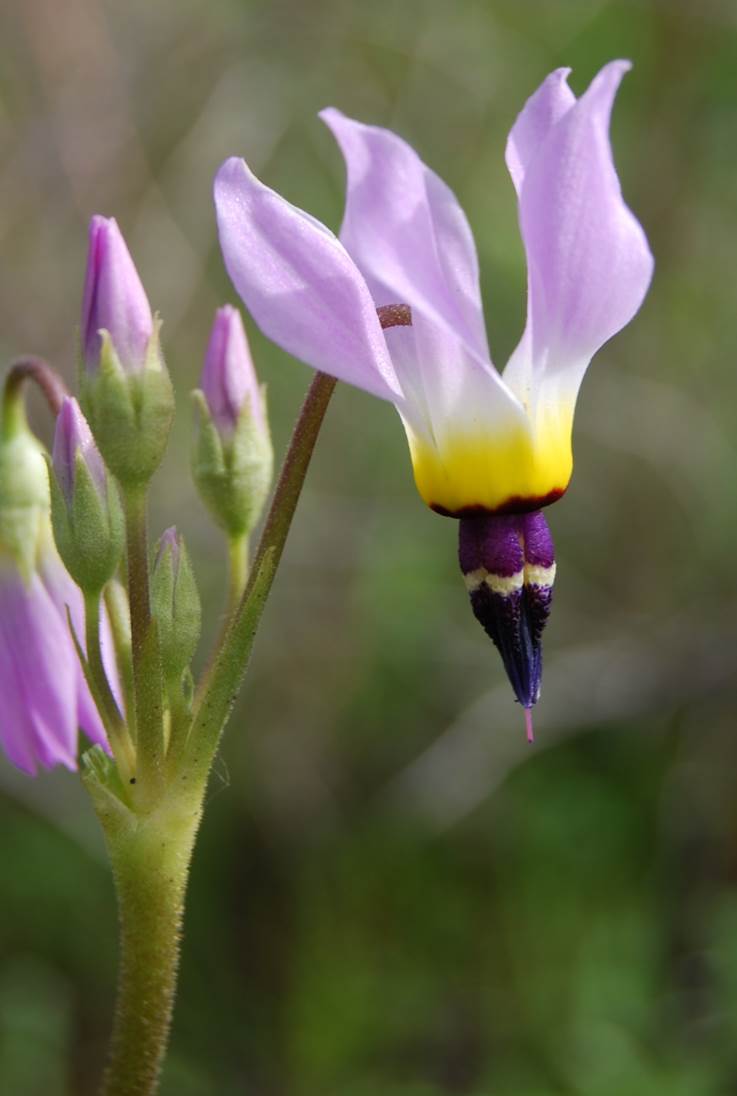 dodecatheon-clevelandii-29feb2008-5