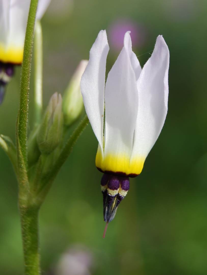 dodecatheon-clevelandii-29feb2008-8