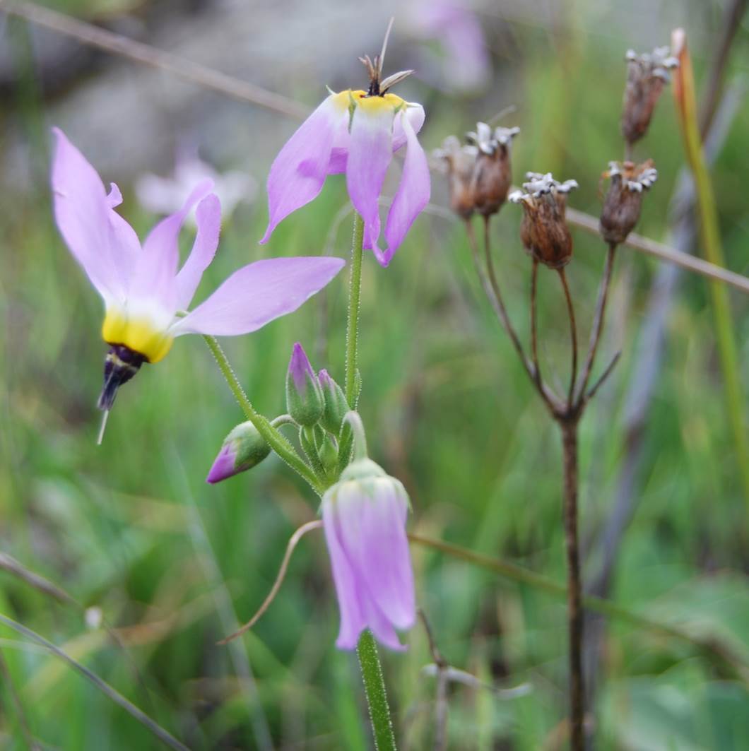 dodecatheon-clevelandii-29jan2013-1