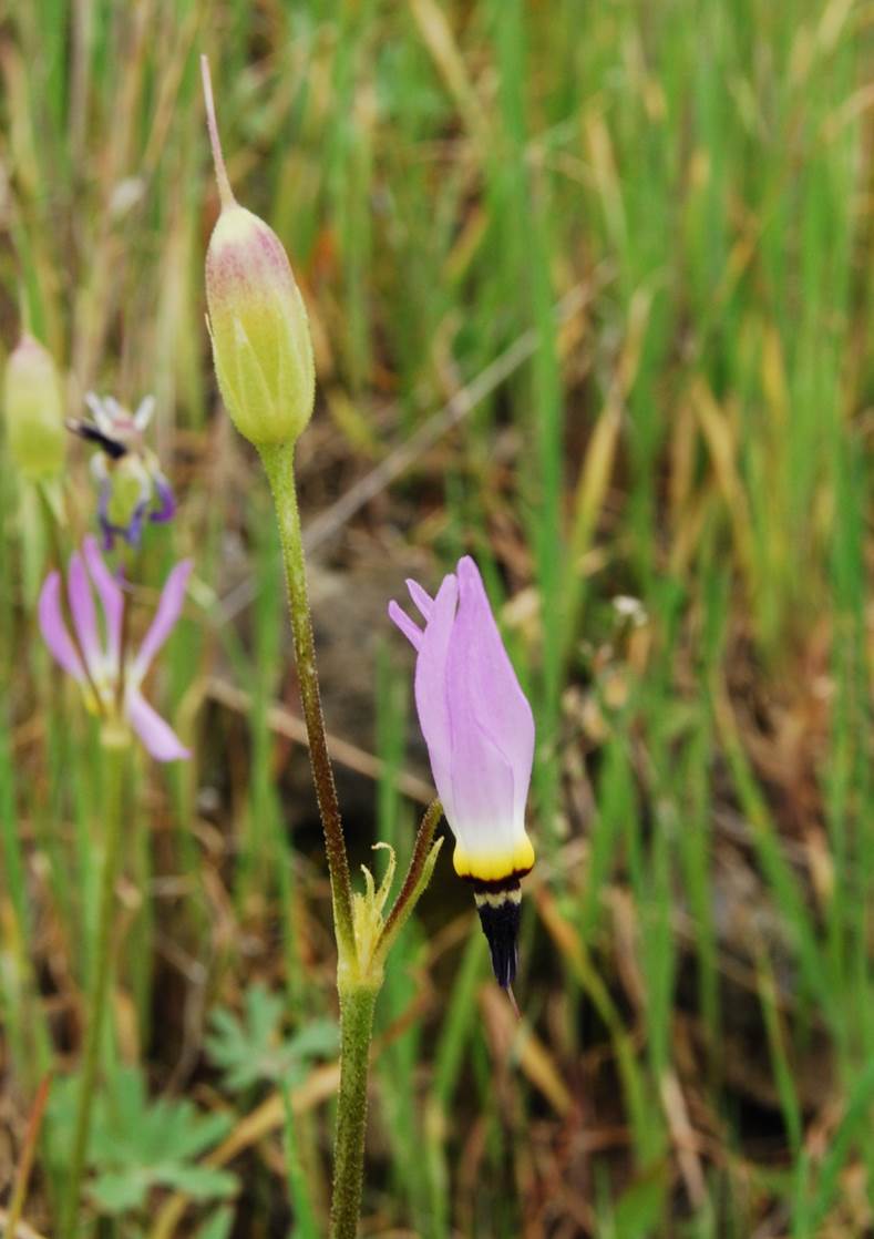 dodecatheon-clevelandii-5mar2013-3