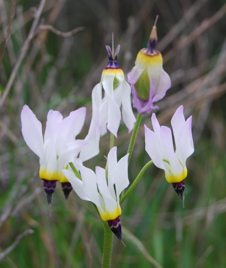 dodecatheon-clevelandii-7feb2013-10