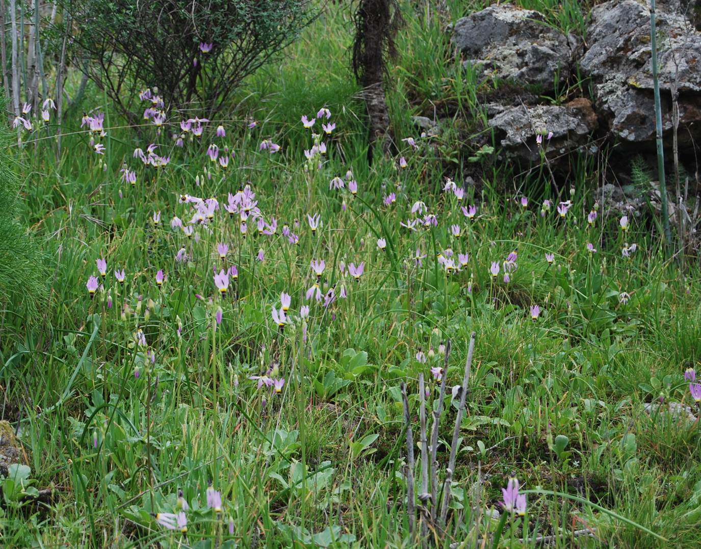 dodecatheon-clevelandii-7feb2013-11