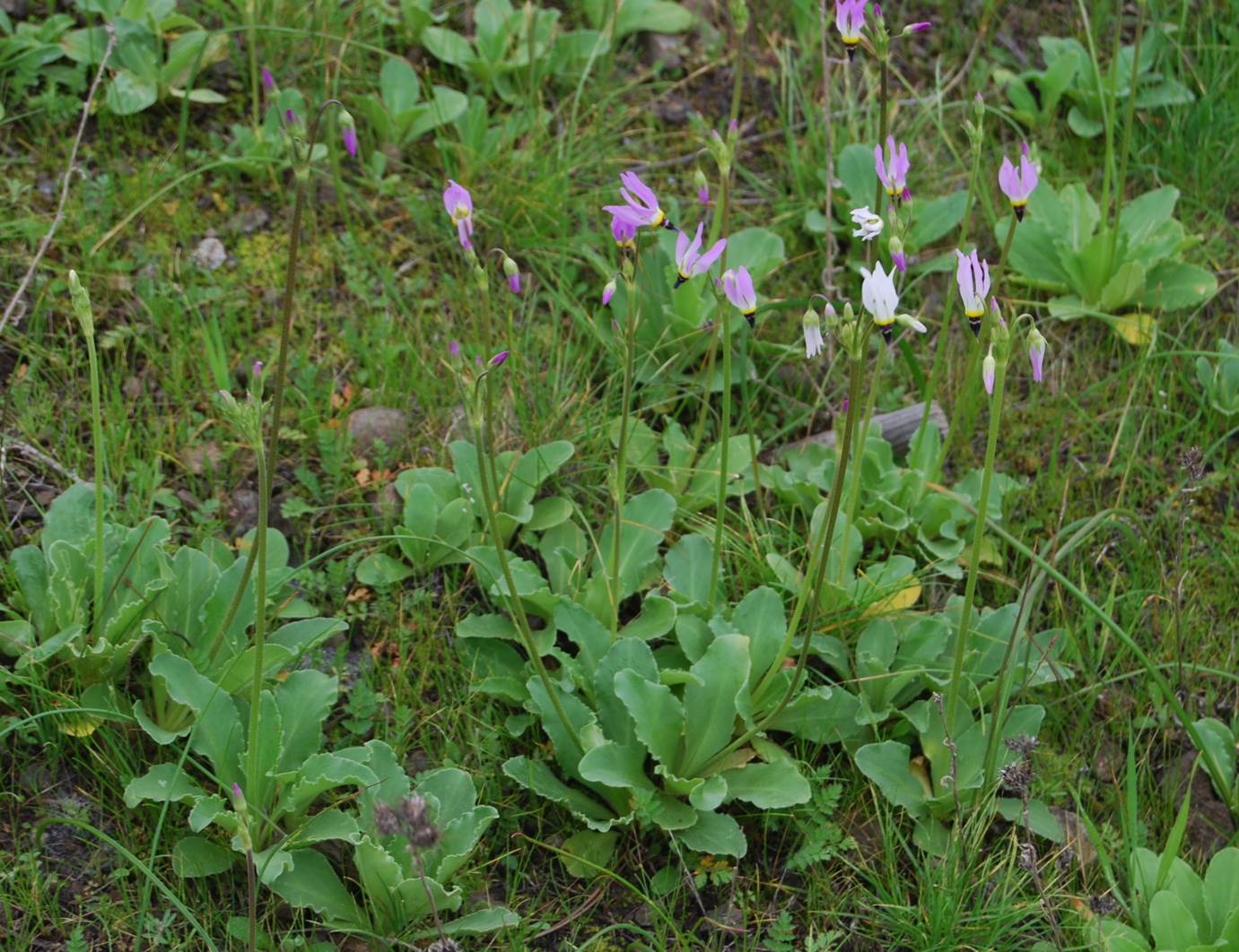 dodecatheon-clevelandii-7feb2013-14