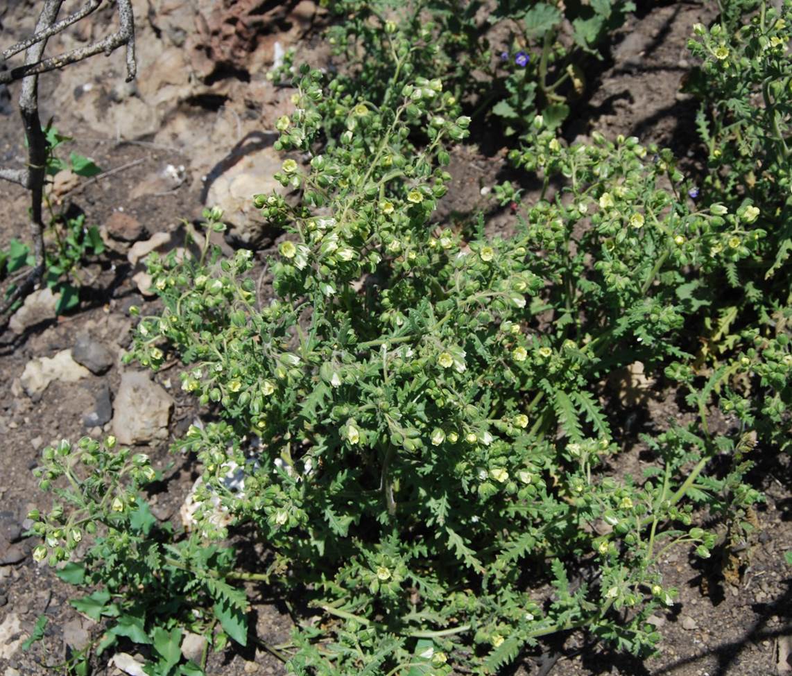 emmenanthe-penduliflora-7may2014-8
