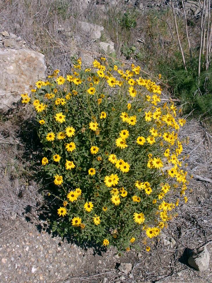 Bush Sunflower - Native Plants - CSU Channel Islands