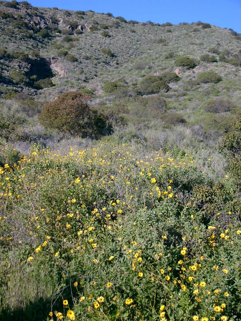 encelia-californica-2mar2003