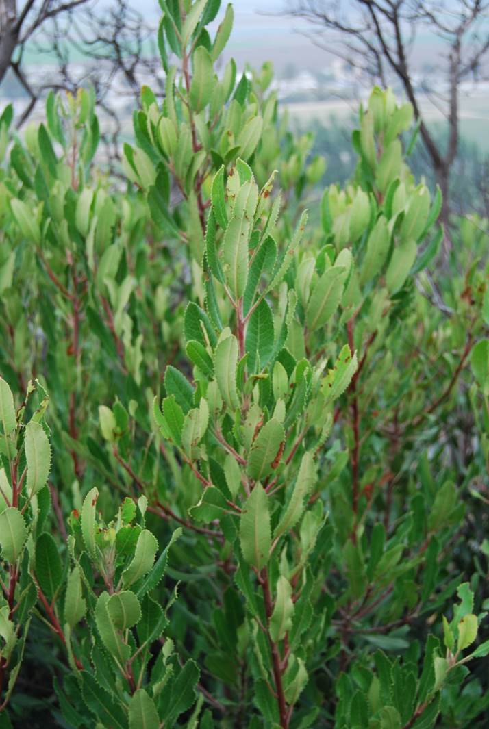 heteromeles-arbutifolia-1june2015-3