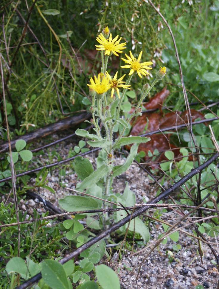 heterotheca-grandiflora-8jan2005-3