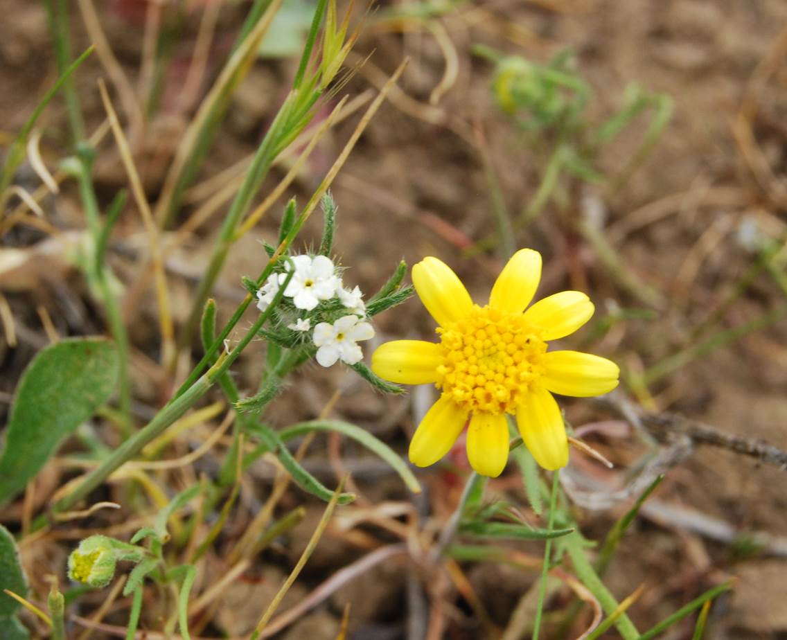 leptosyne-bigelovii-5mar2013-8