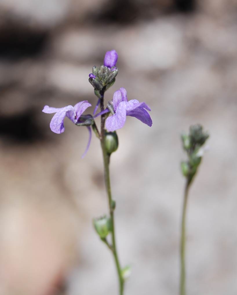 nuttallanthus-texanus-26apr2014-3