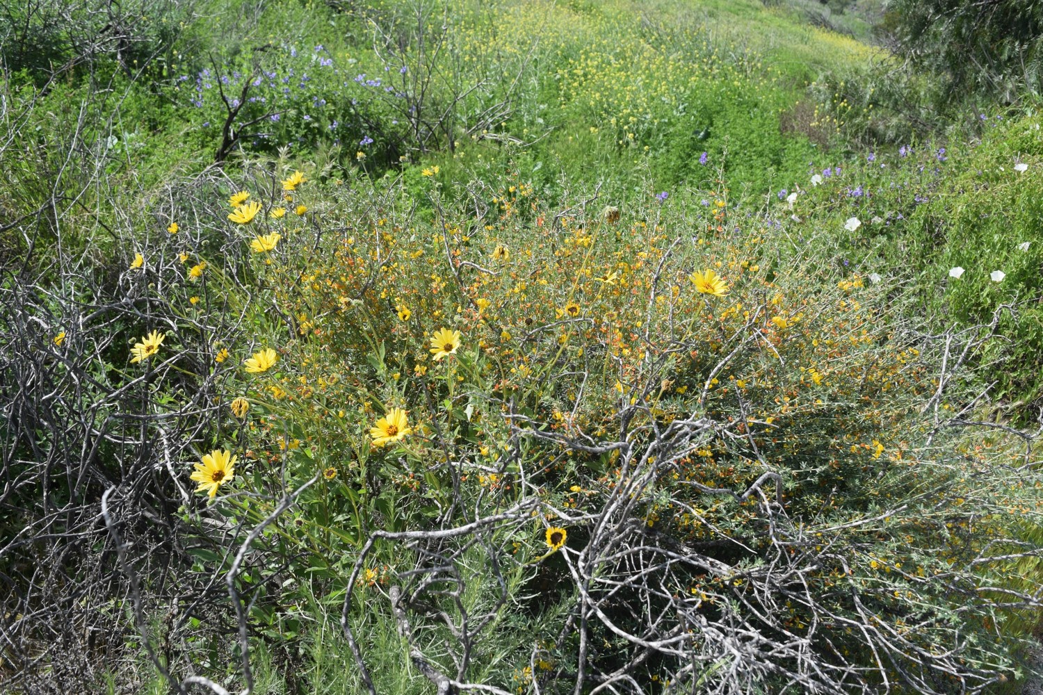 Encelia3