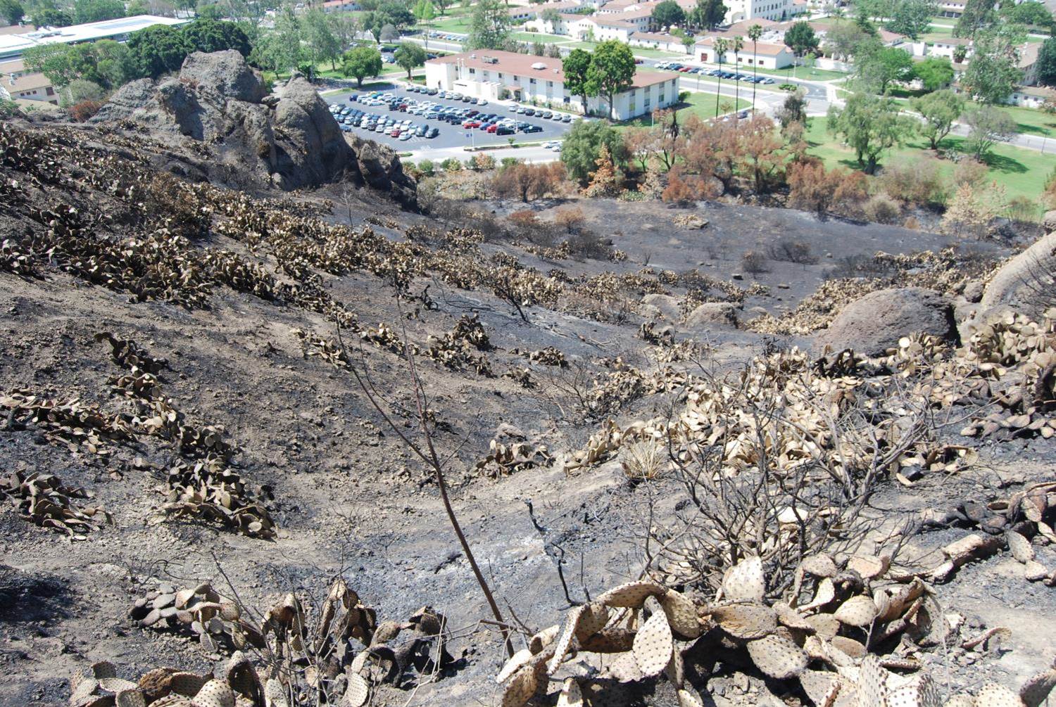 View from mountain after a fire with burnt cactus and plants with CSUCI buildings seen from a far