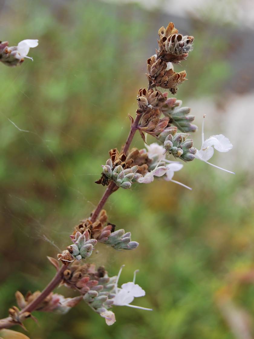 salvia-apiana-28july2013-1