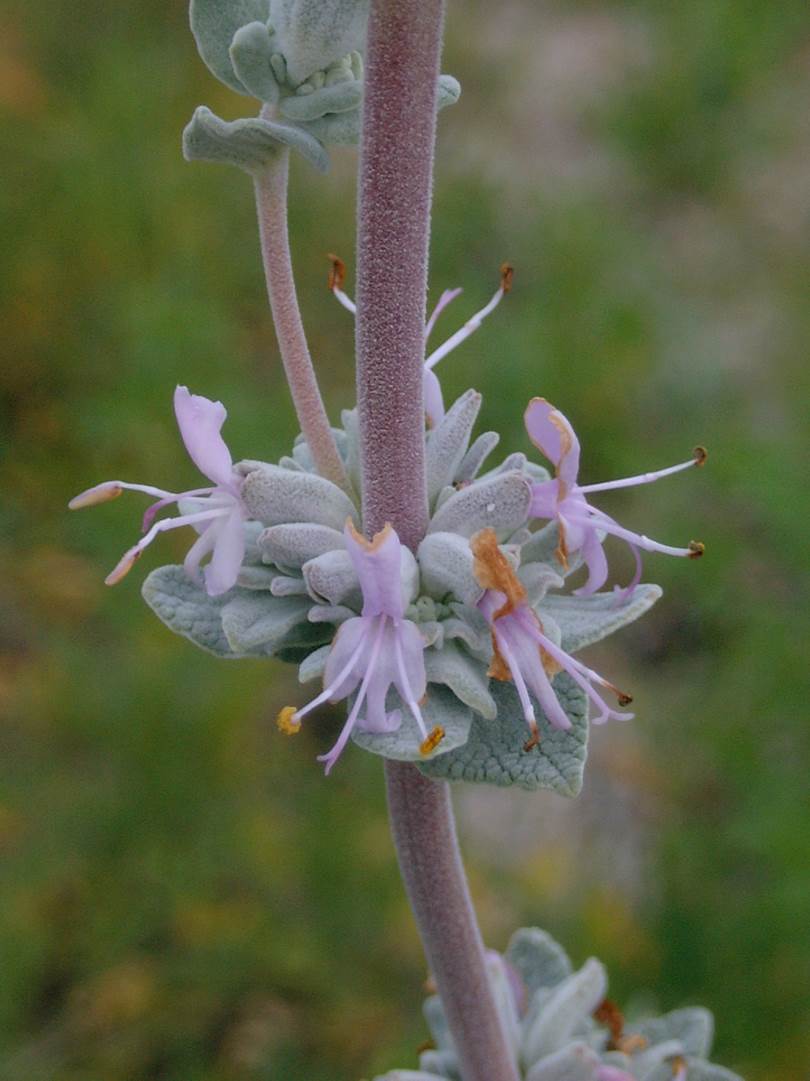 salvia-leucophylla-23feb2003-c.