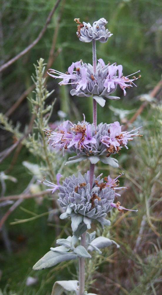 salvia-leucophylla-24may2005-5
