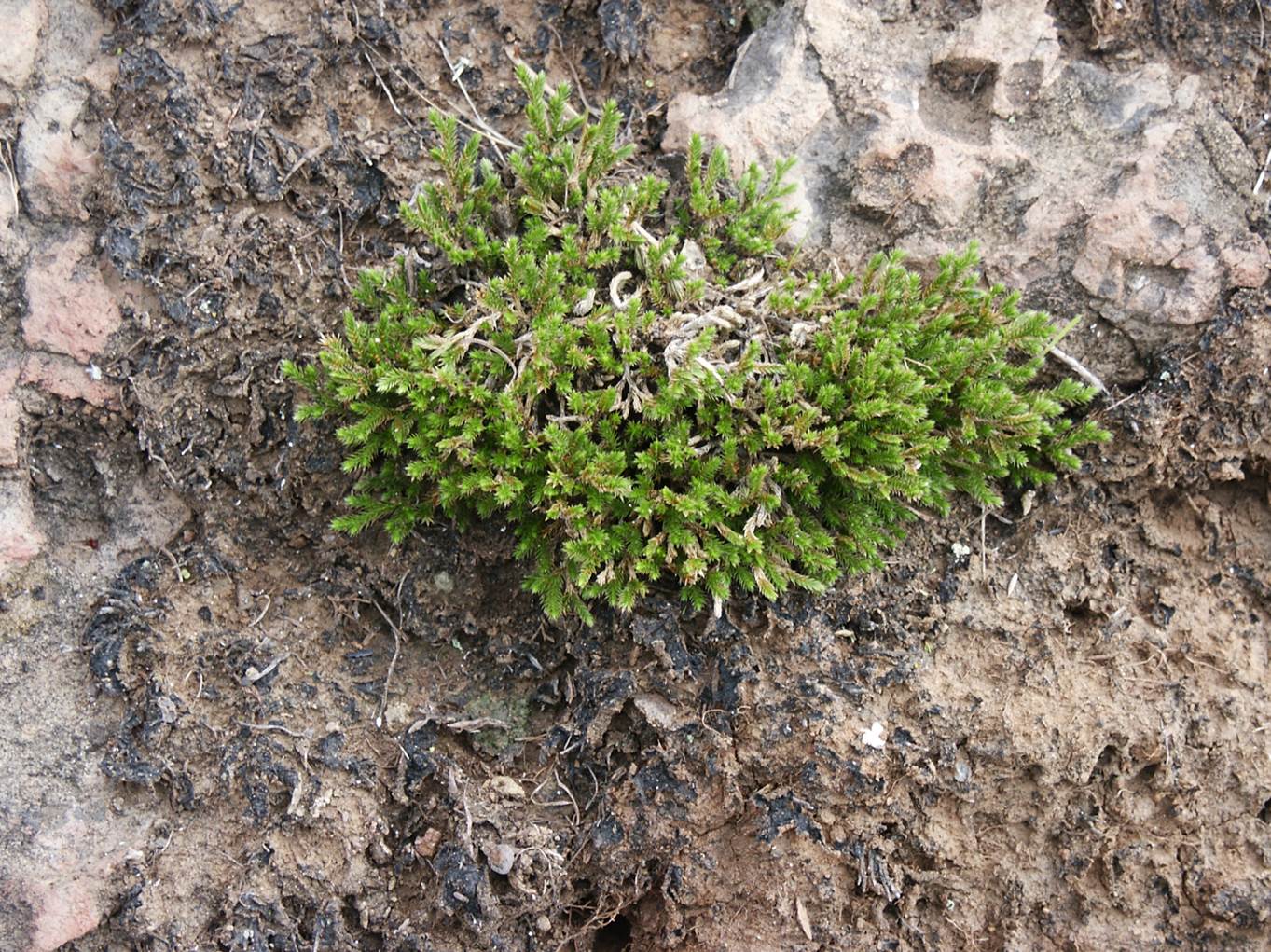 selaginella-15nov2013