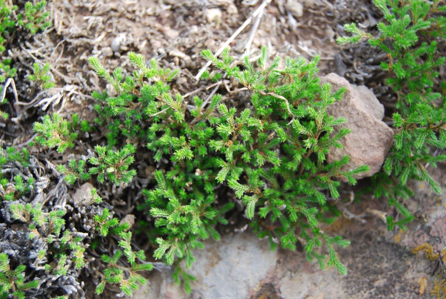 selaginella-29jan2013