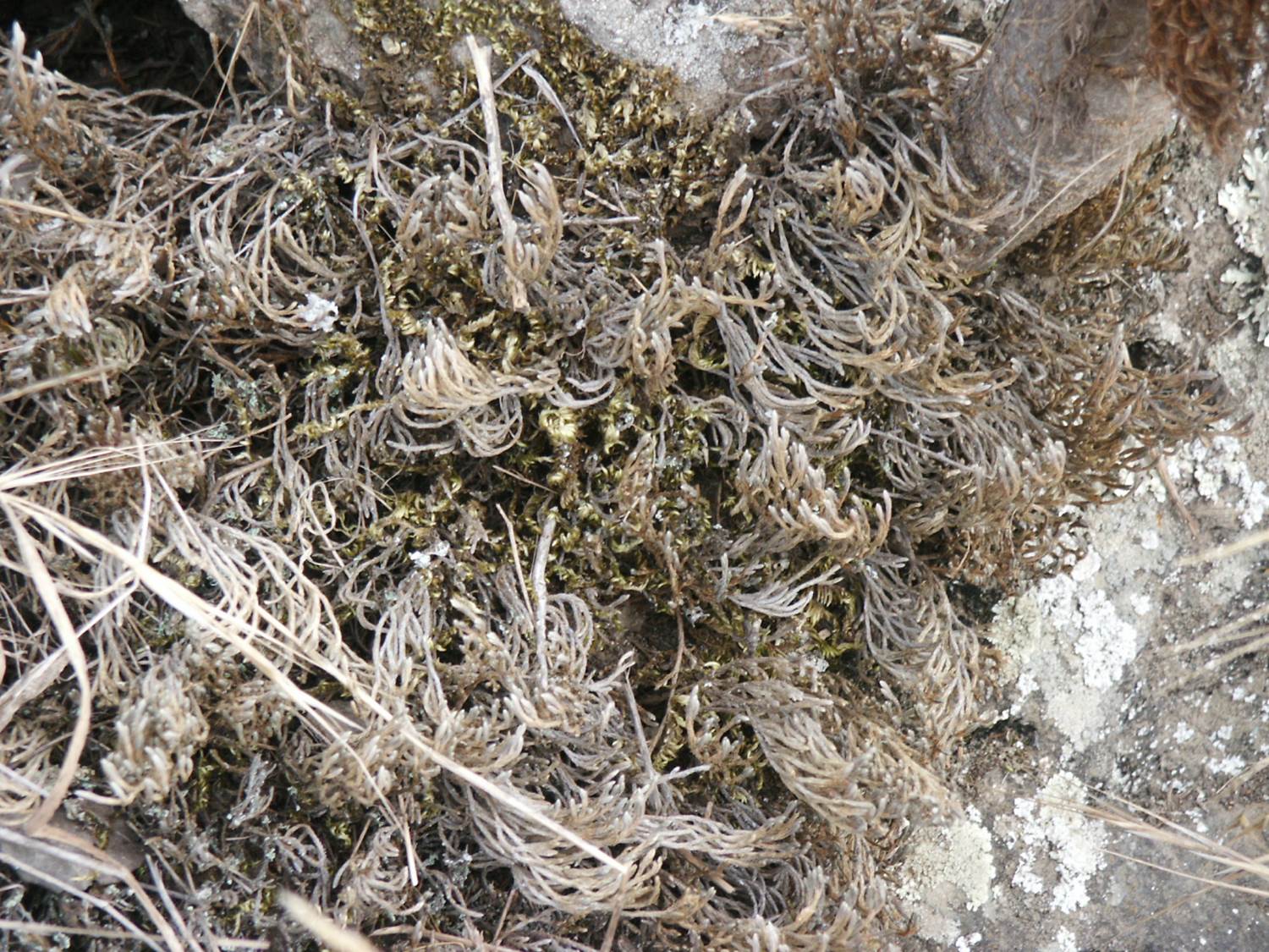 selaginella-dry-29may2013