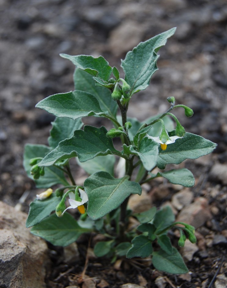 solanum-29may2014-3