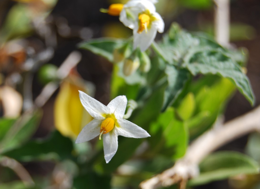 solanum-douglasii-23apr2013-4