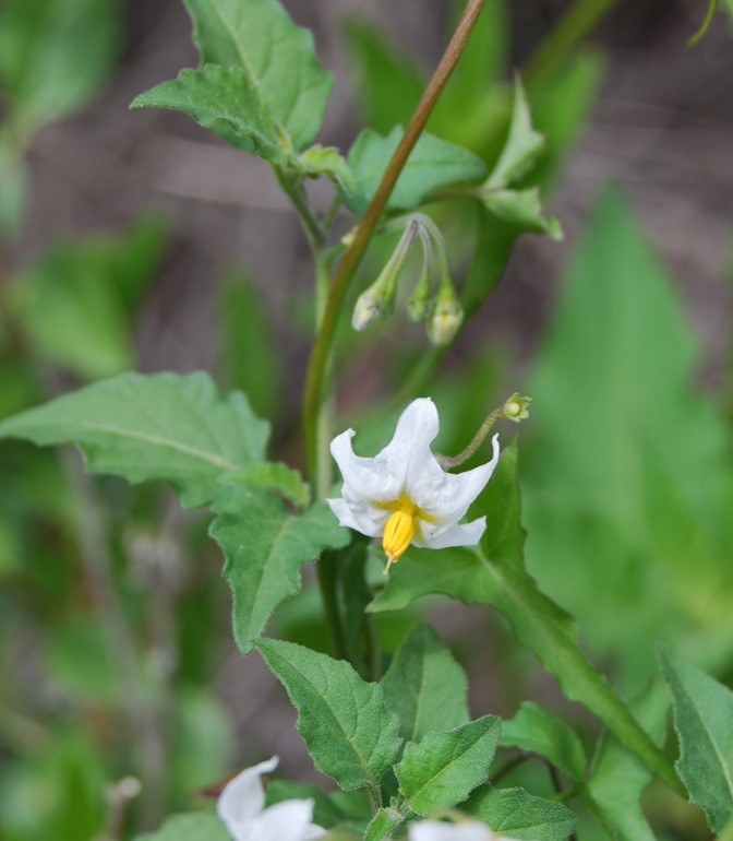 solanum-douglasii-29feb2008-5